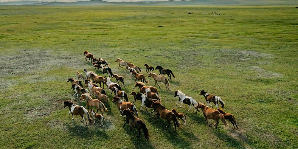 an aerial image of a running herd of horses.
