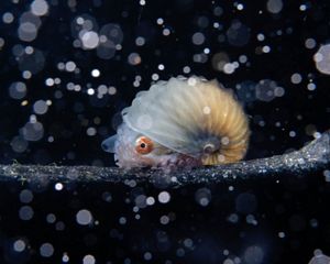 a paper nautilus surrounded by sparkling particles.