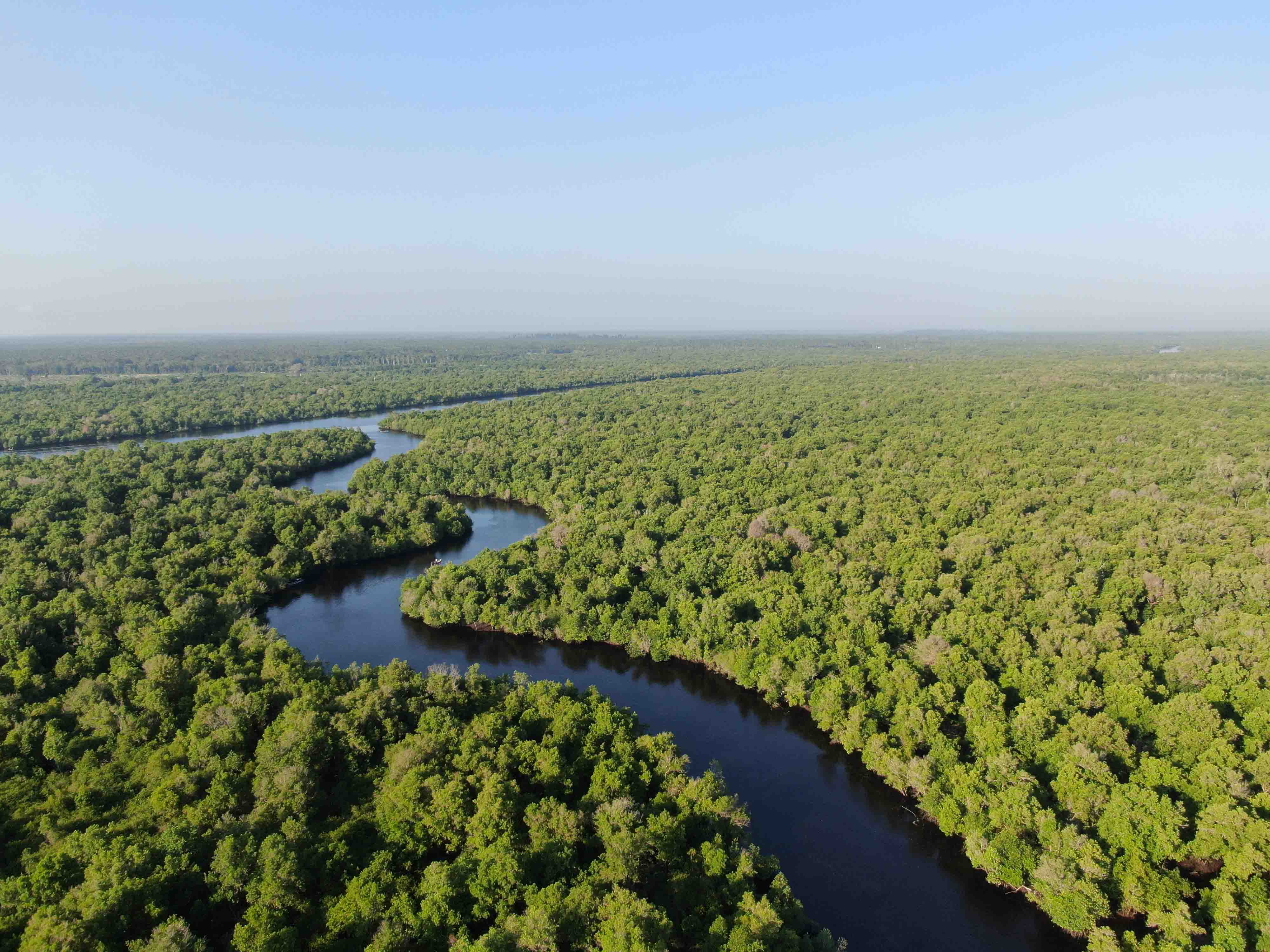 Aerial view of Gugusan Mangrove, with a river winding through dense mangrove forests.