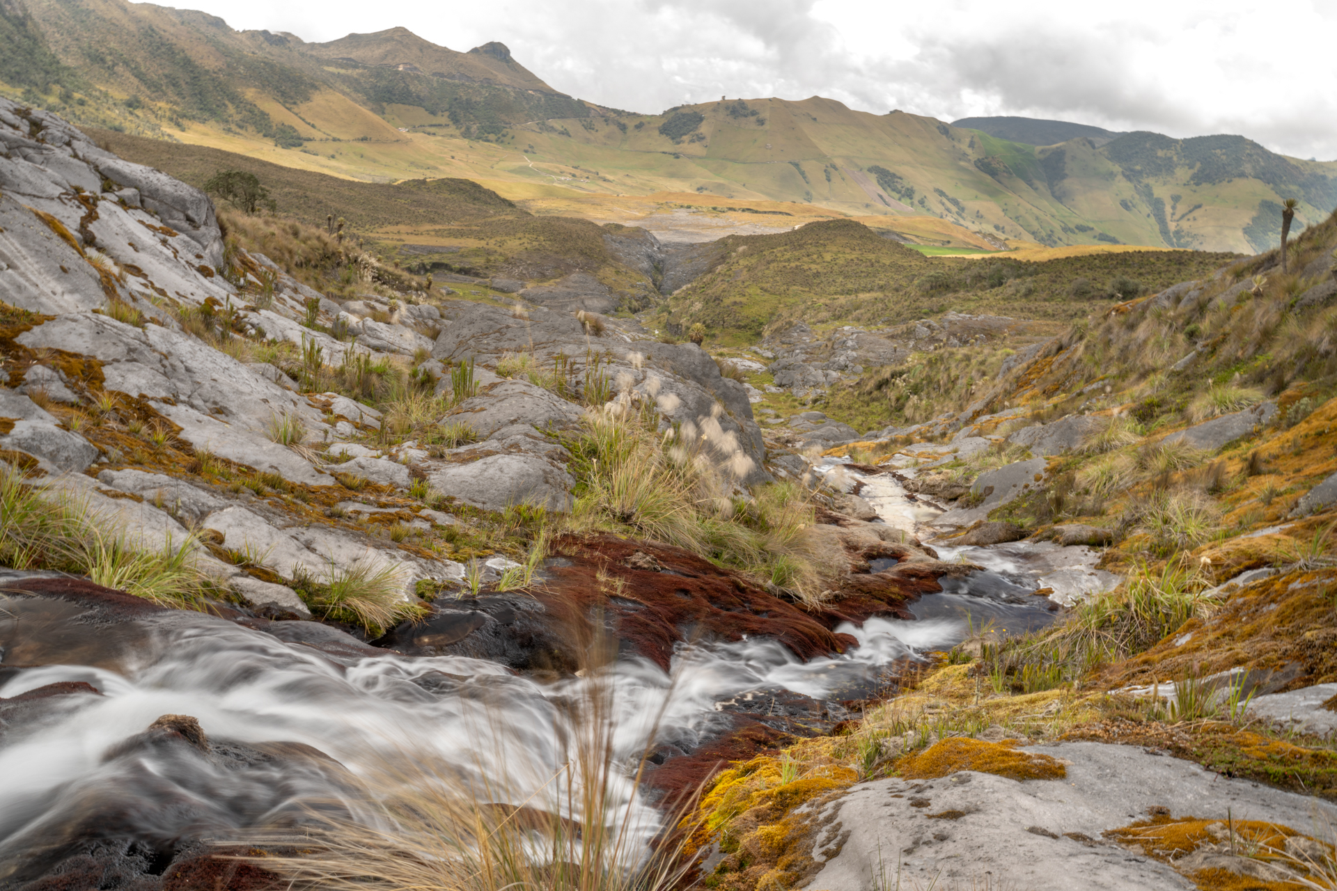 water runs through a paramos ecosystem.