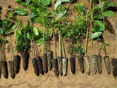 a collection of tree seedlings laid out on the ground