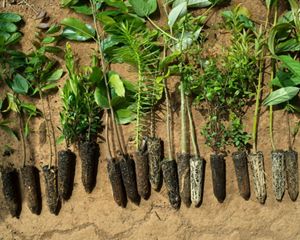Native tree saplings are prepared for planting.