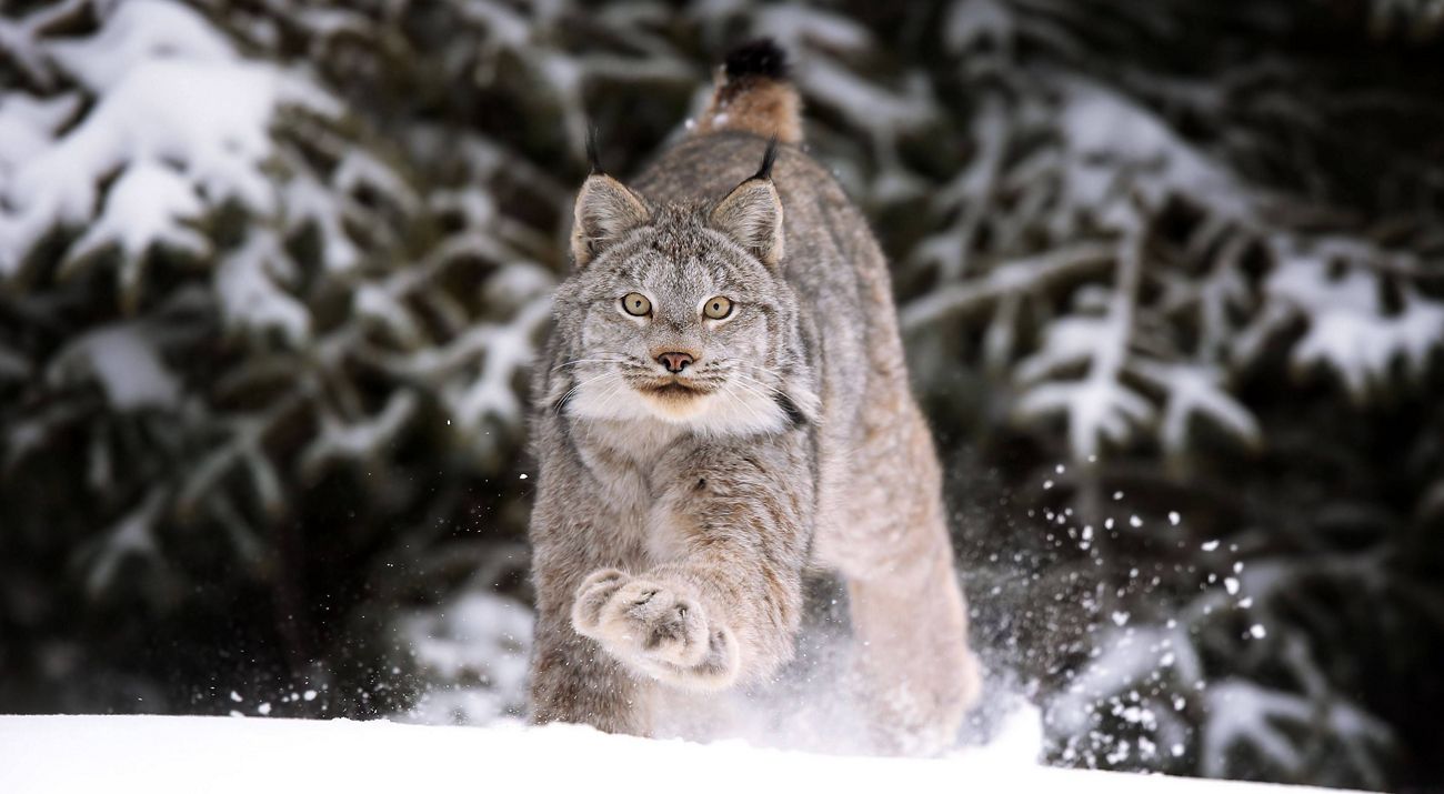 Canada lynx looks directly at camera while running on snow