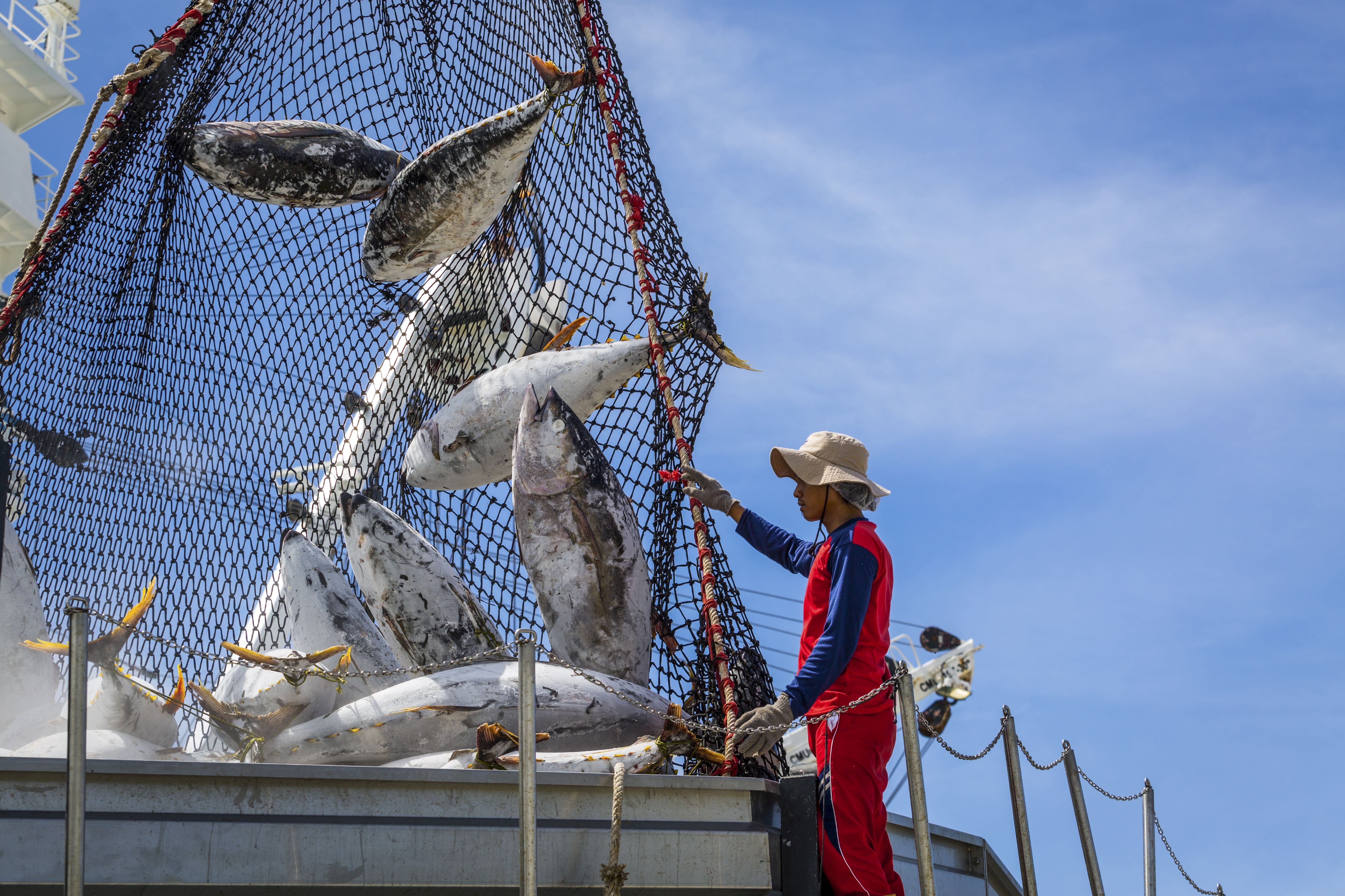 Large tuna fish coming out of a net.