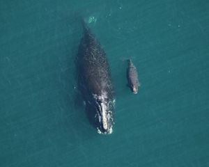 An aerial view of a North Atlantic Right whale and her calf.