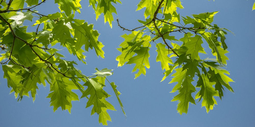 Closeup of oak leaves against a blue background.