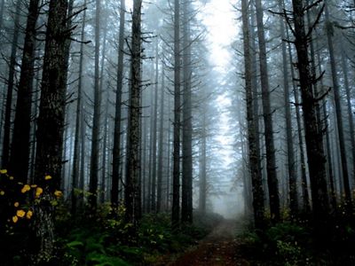 Forest regrowth after a fire in Sweet Home, OR. This photo was entered into The Nature Conservancy's 2018 Photo Contest.