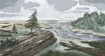 Sitka Spruce in the wetland rely on nurse logs to grow and mature to tolerate the salty wetland environment. 