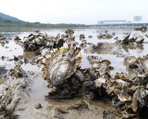 A close up of oyster reef in Hong Kong.
