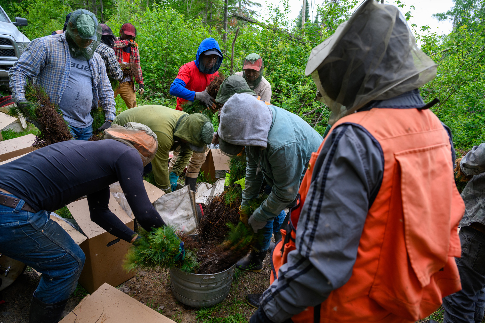 a group of people work to plant trees.