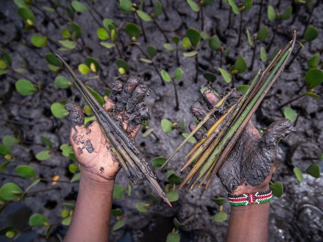 A close-up of muddy hands holding mangrove propagules. 