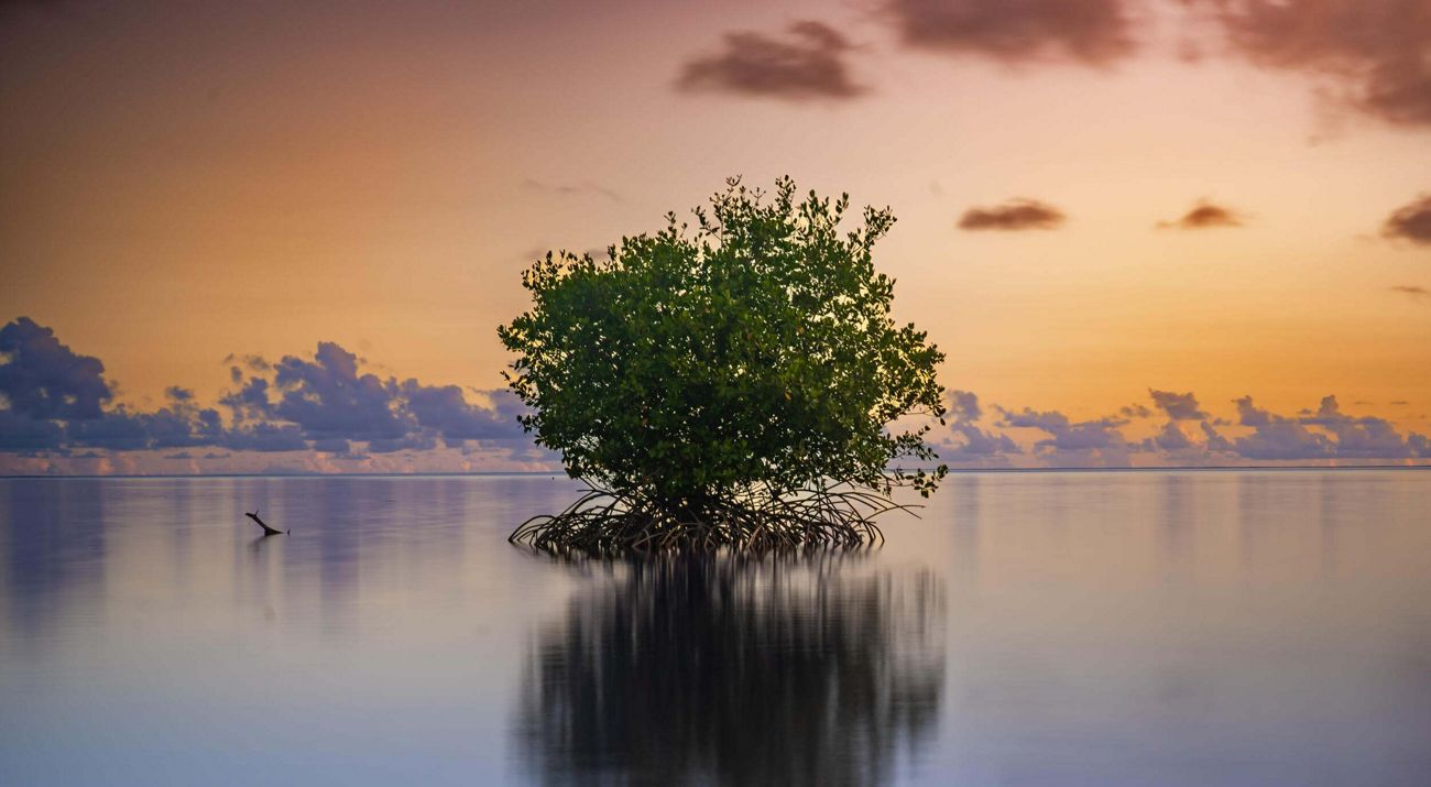 A solitary mangrove tree stands in calm, shallow water during a vibrant sunset.