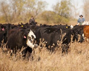 Cattle in a field.