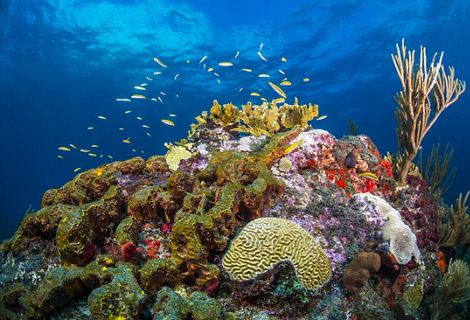 Underwater view of vibrantly colored corals and a school of small yellow fish swimming around them.