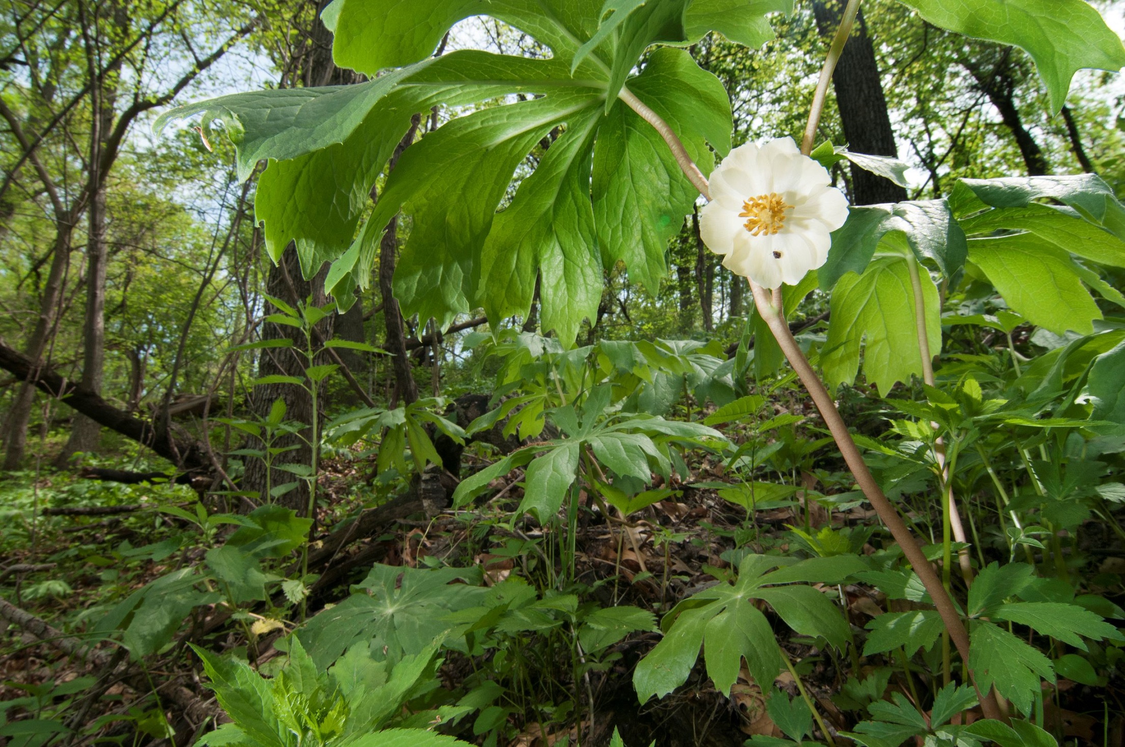 May apple flower growing among oak woodland.