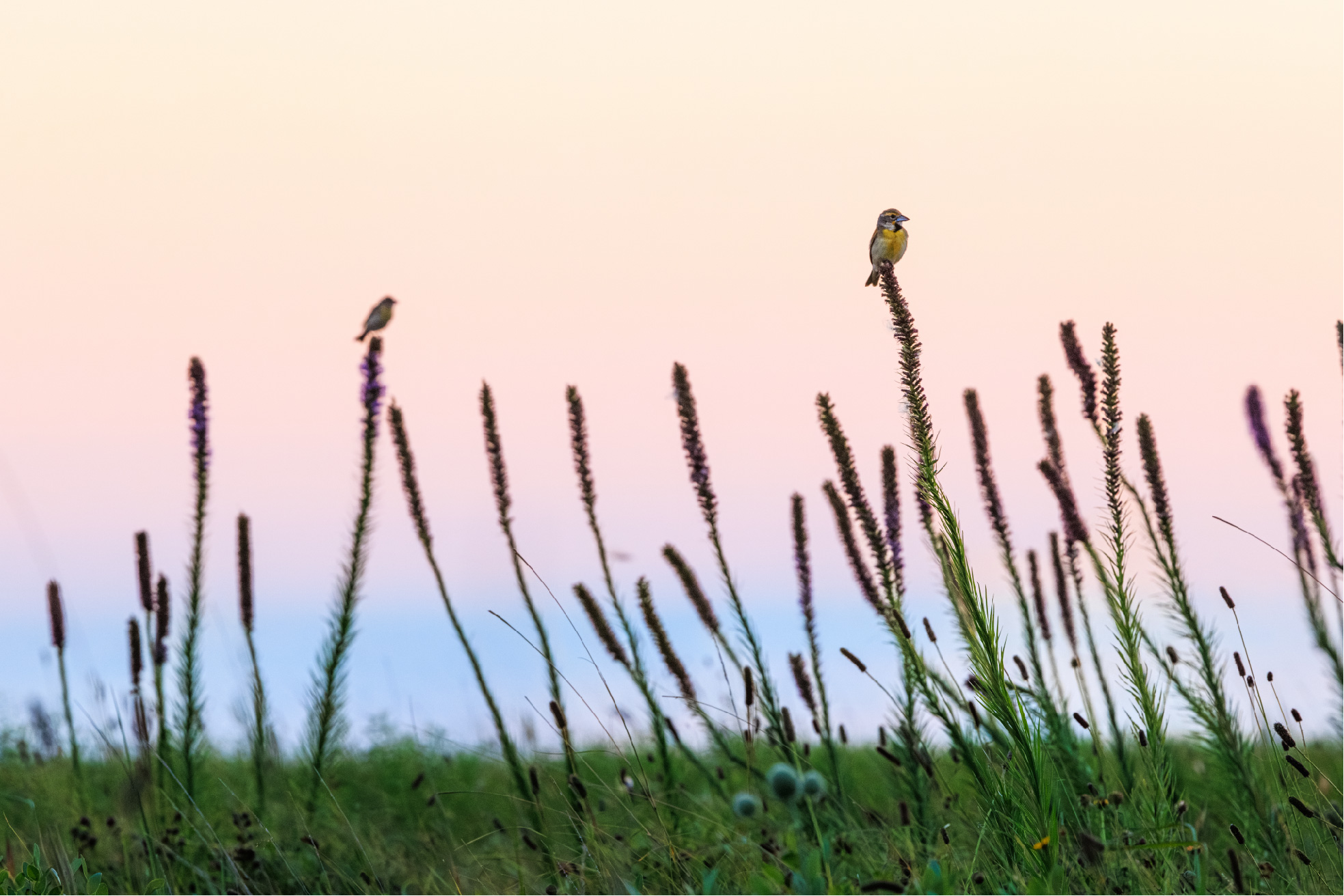 wildflowers bloom in a meadow at sunset.