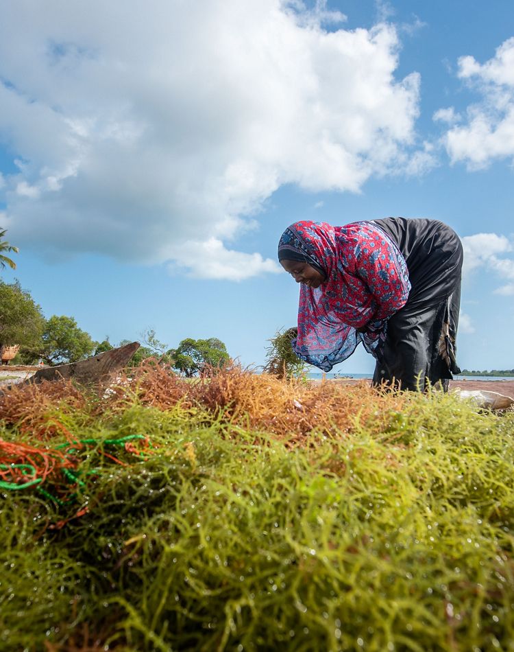 Woman bending down collecting seaweed. 