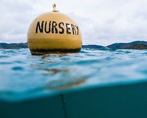 Bouy marking a marine boundary.