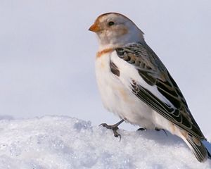 a small brown and white bird standing in the snow.
