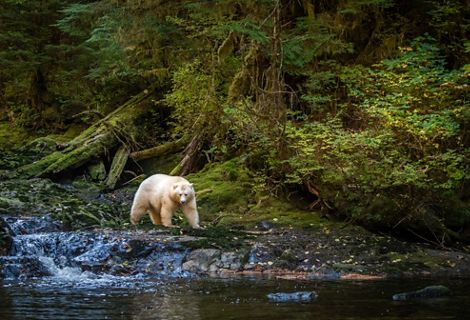 A white spirit bear emerges from a thick, lush forest, walking along the bank of a creek.