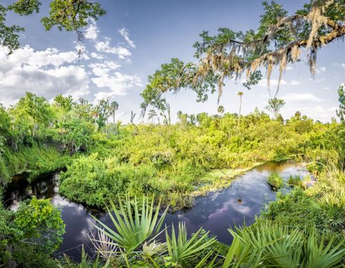 A green natural area with a river running through it with blue skies.