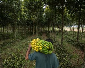 Farmer carries a bunch of bananas through agroforestry system.