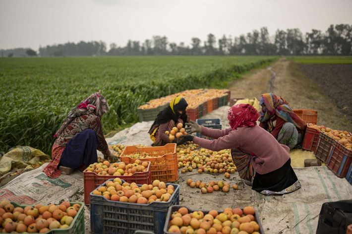 Several workers pack crates with orange, yellow and green tomatoes while sitting on a work blanket in a field.