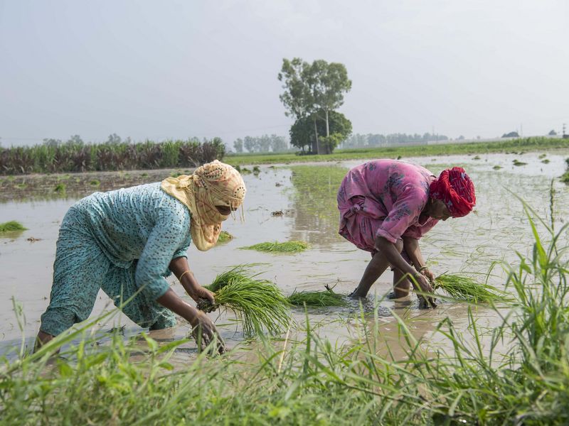 Two women wearing colorful fabric crouch over submerged rice in a paddy.