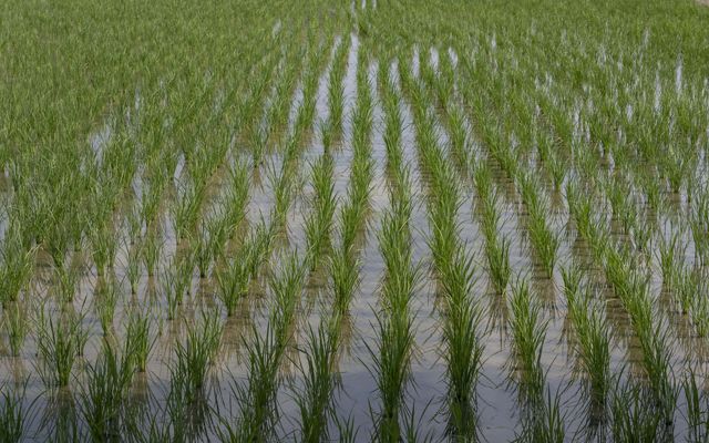 Lush green chutes of paddy rice emerge from water in neat rows and grids.