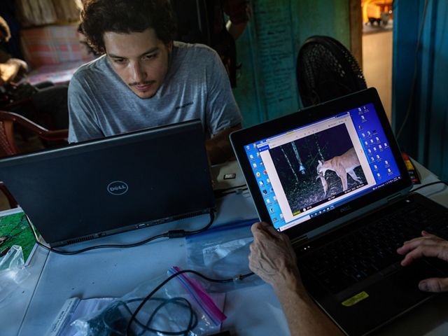 A man works at a computer and a screen shows a camera trap photo of a jaguar.