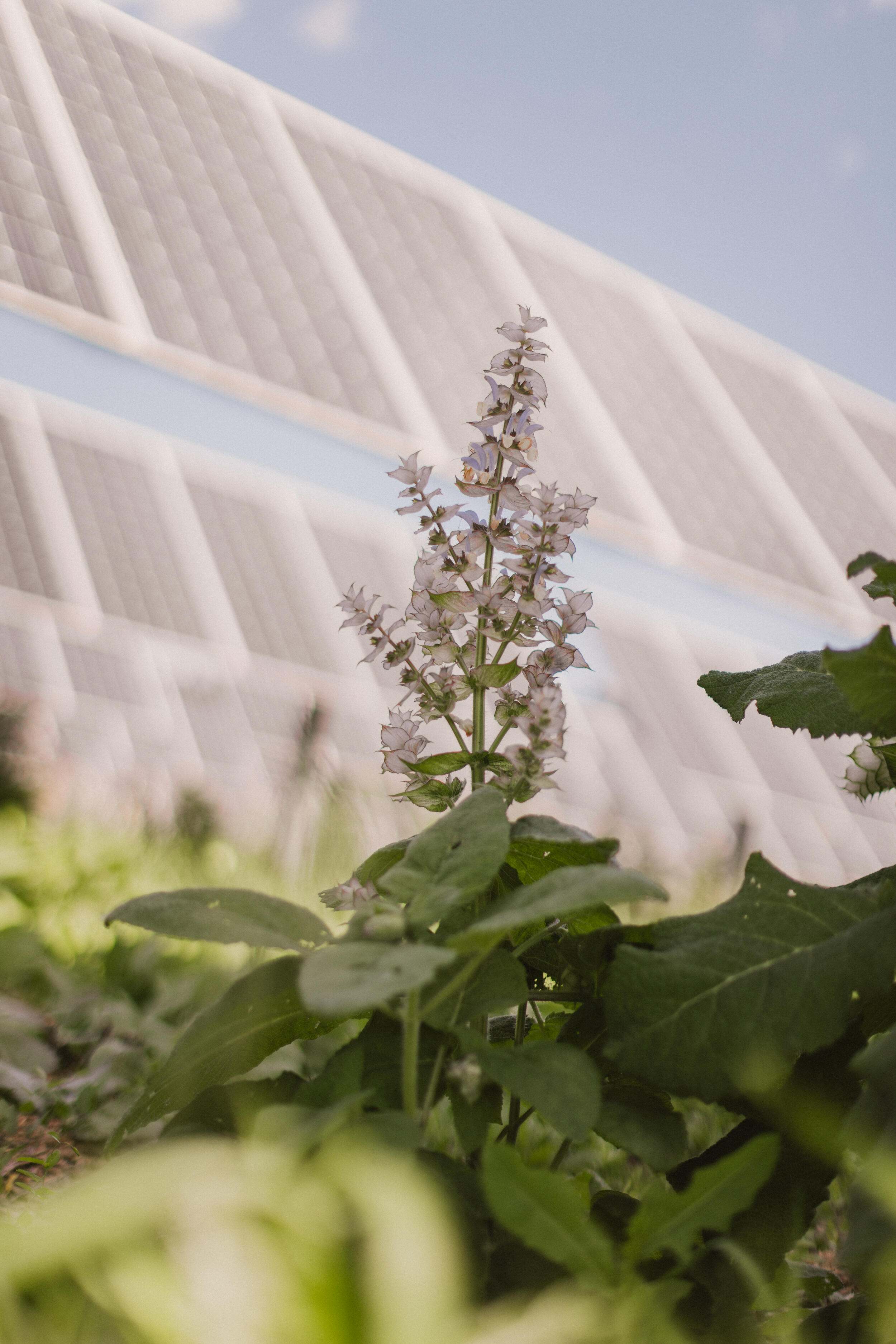 flowering herbaceous plant with solar panels in background.
