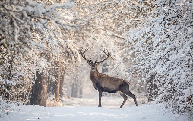 Buck standing under stow-covered trees.