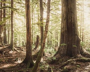 Old growth forest in Washington state.