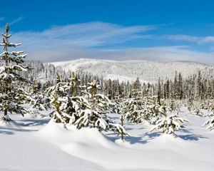 A vast forest is covered in deep snow.