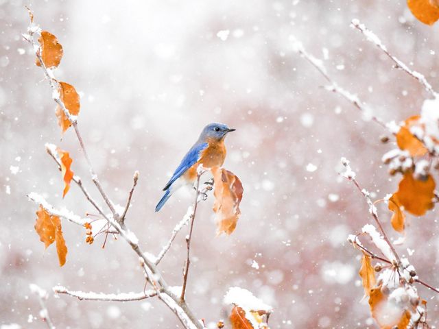 Bluebird on snowy branch with orange leaves.