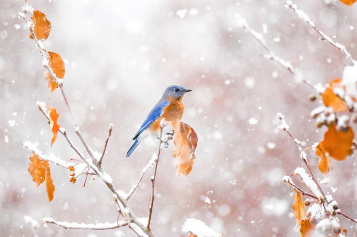 Bluebird on snowy branch with orange leaves.