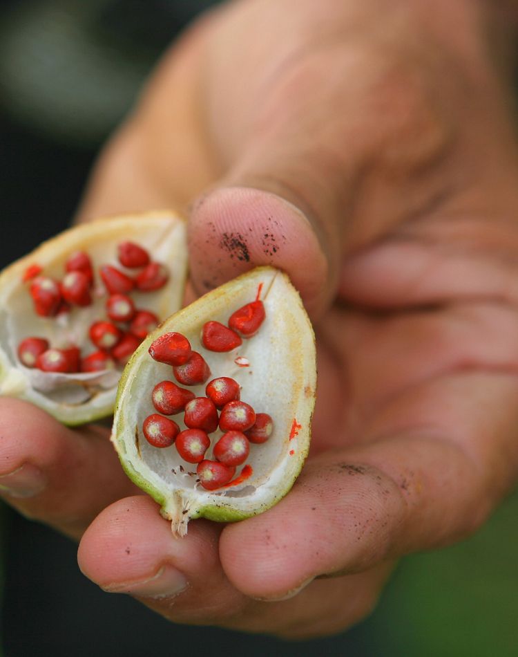 Close up of a hand holding a fruit with red seeds.