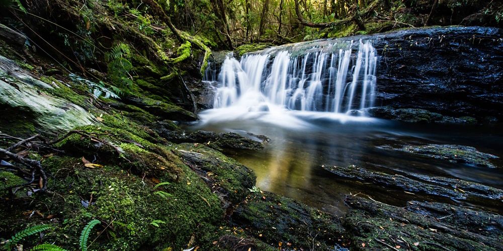 Become a Conservation Champion