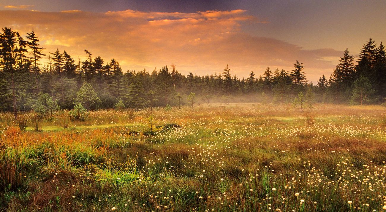 Cotton grass in wetlands with forest in background.