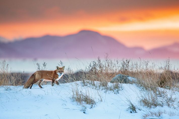 Red fox running across snow at sunset