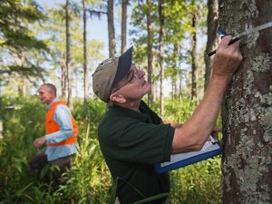 A scientist measuring a tree.