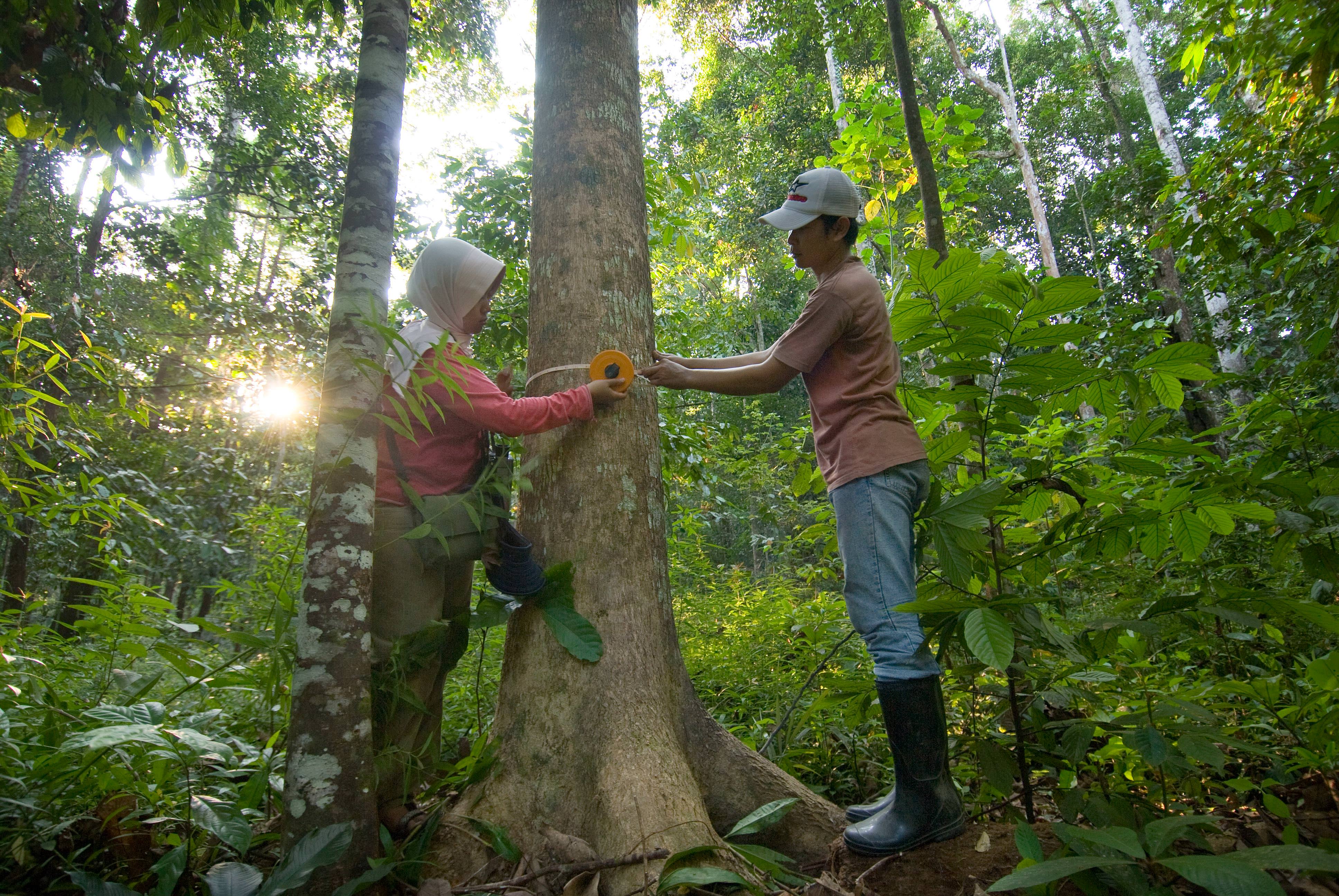 Two workers measuring the circumference of a tree in a forest.