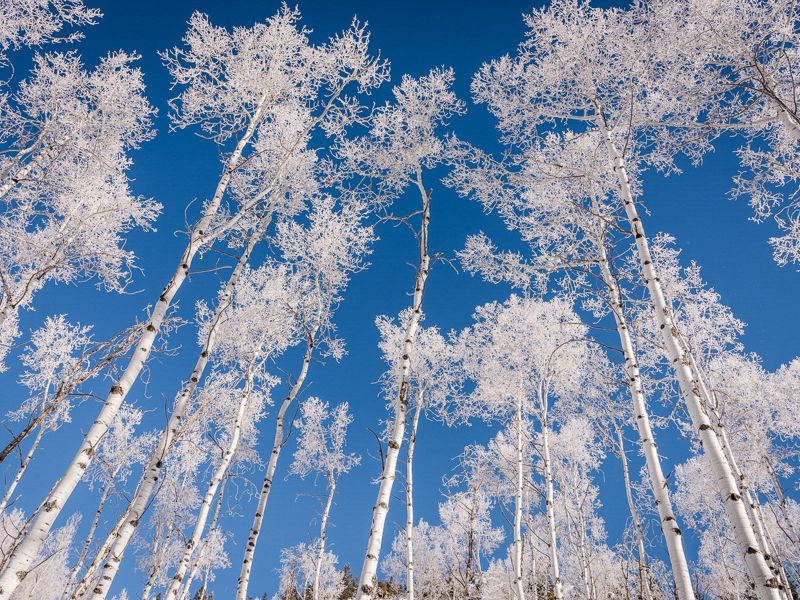 Skyward view of snow-covered tree tops.