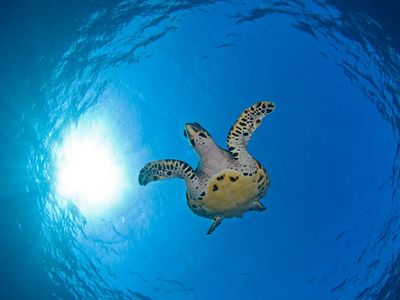A skyward image of a hawksbill sea turtle gliding through clear blue ocean water. Above the turtle is the ocean surface glimmering with sunlight