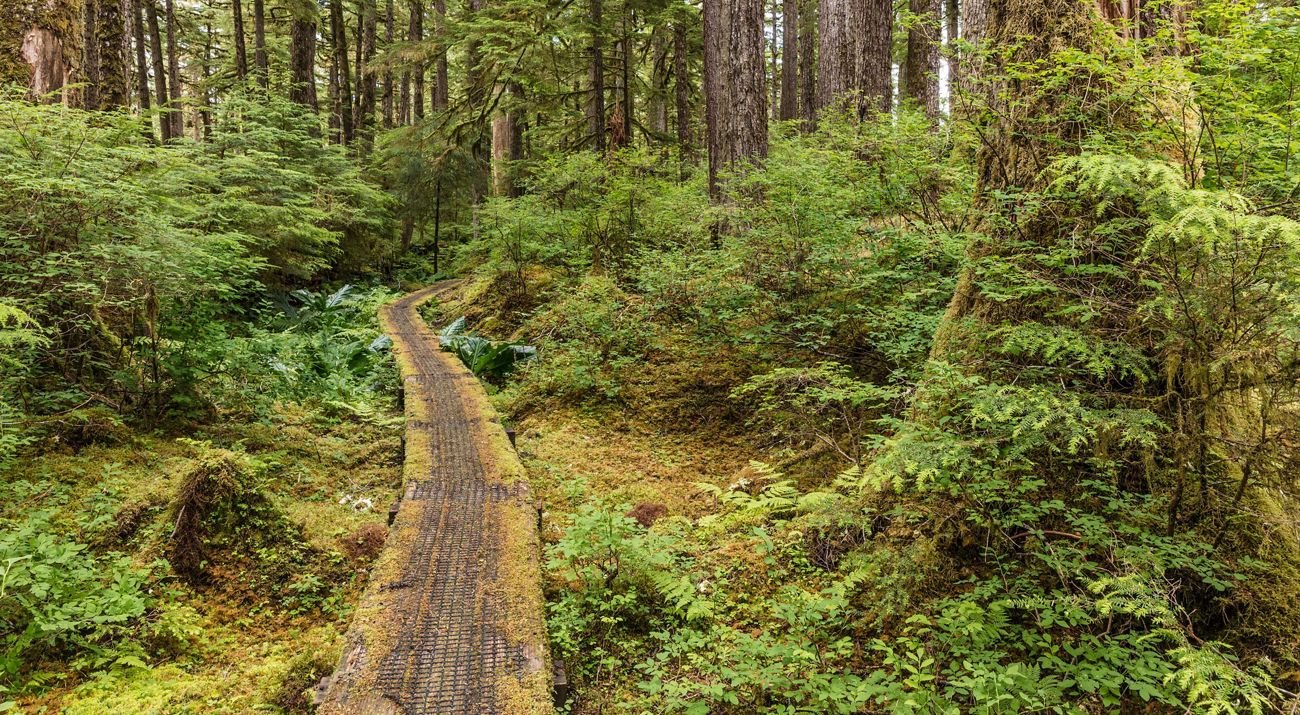 a moss-covered walkway through a dense temperate rainforest.