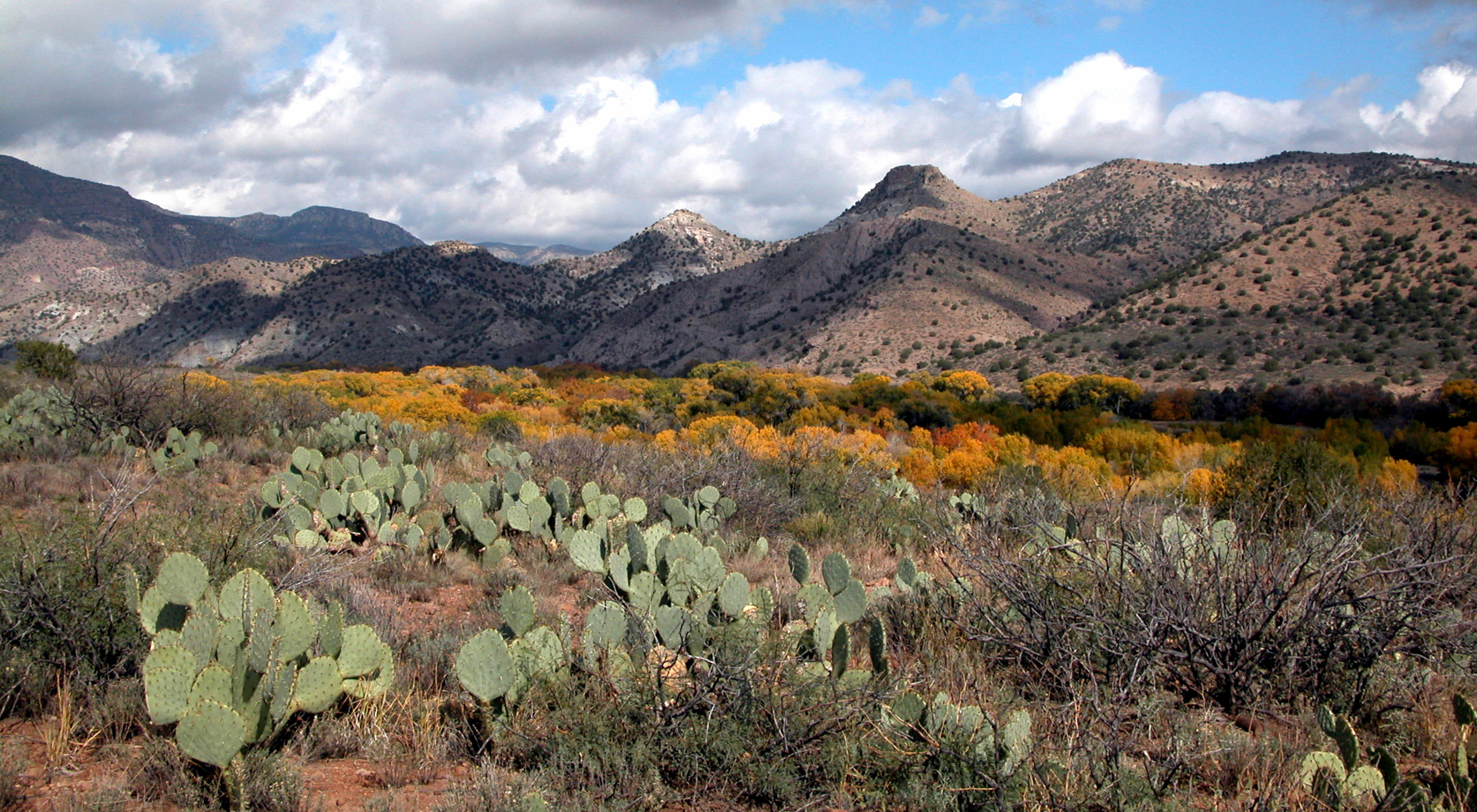Fall colors at Gila Preserve in New Mexico. The Gila Riparian Preserve protects more than 1000 acres of the Southwest's fragile riparian habitat and the verdant gallery woodland along the Gila River, the last of the Southwest's major free-flowing rivers.
