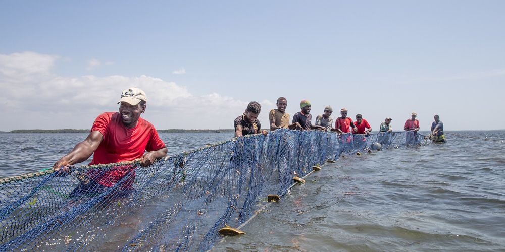 A line of men stand waist-deep in water and pull on a large fishing net.