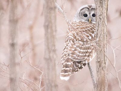 Owl camouflaged among bare branches.