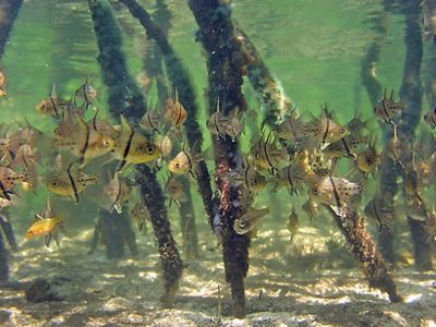Cardinal fish in mangroves of Komodo National Park in Indonesia.