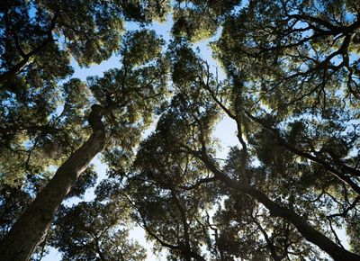 Looking up in a forest at the tree canopy.